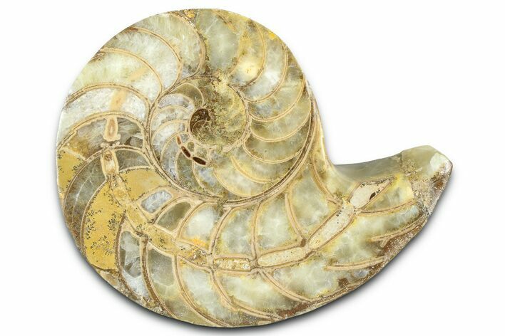 Cut & Polished Jurassic Nautilus Fossil (Half) - Madagascar #365521